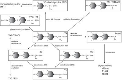 Transport, Metabolism, and Function of Thyroid Hormones in the Developing Mammalian Brain